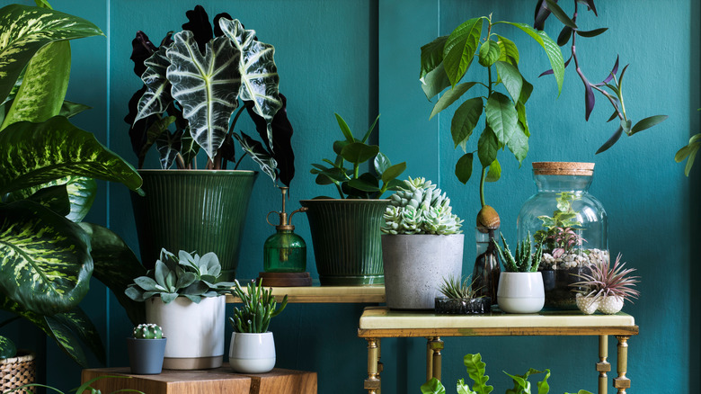 plants in jewel toned pots