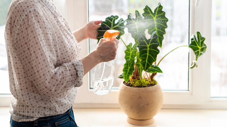 elephant ear plant in clay pot 