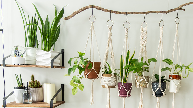plants in macrame hangers