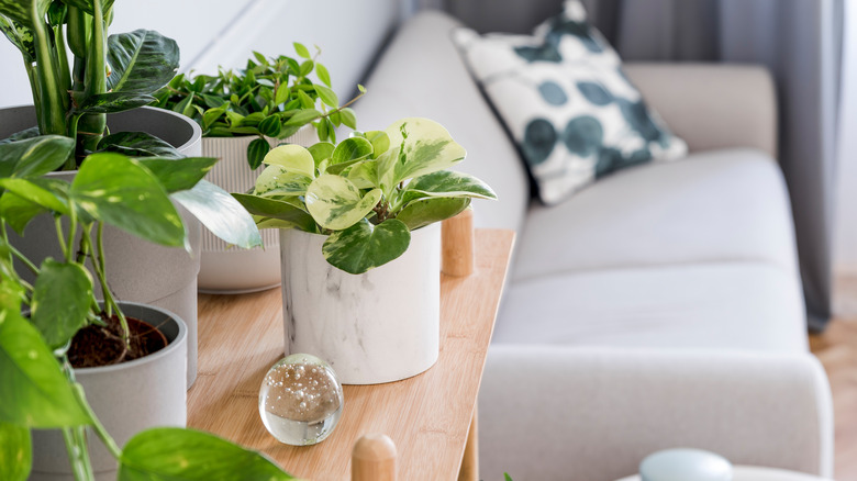 pothos plants on shelf