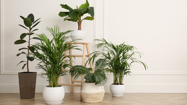 large plants in ceramic pots