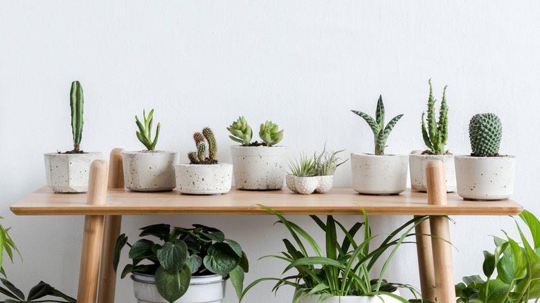 cactuses planted in matching pots 