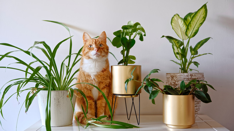 plants in gold pots with a cat