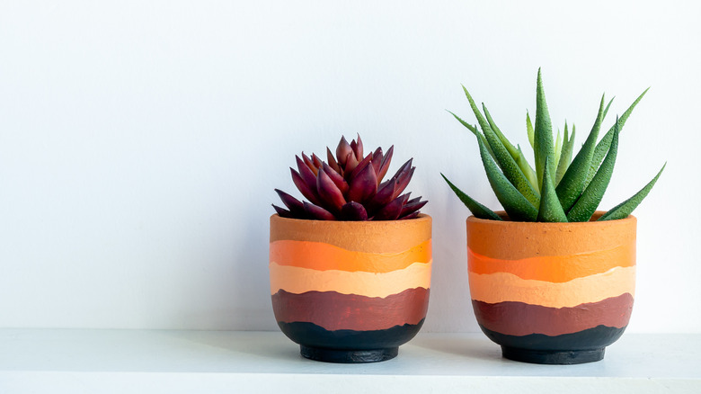 succulents in small painted pots