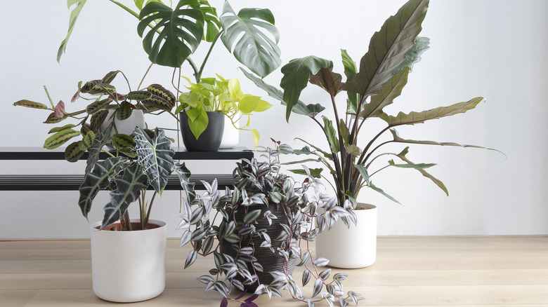 big plants in white pots