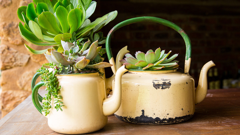 plants potted in tea pots