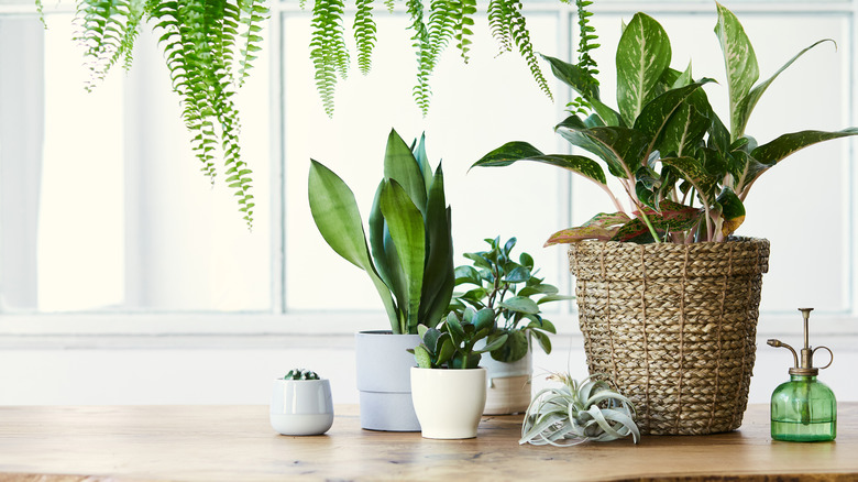 big plant in a basket pot