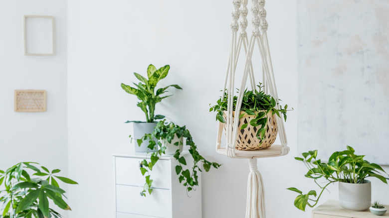 plants in woven pot and macrame hanger