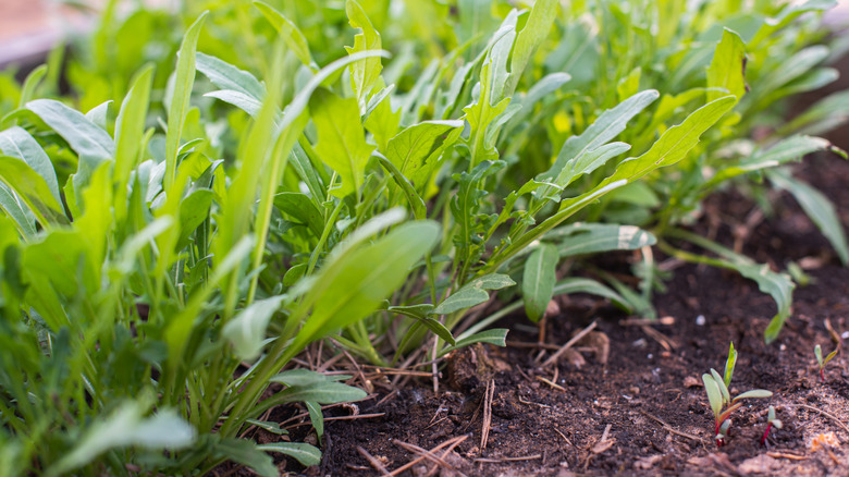 Green young organic arugula 