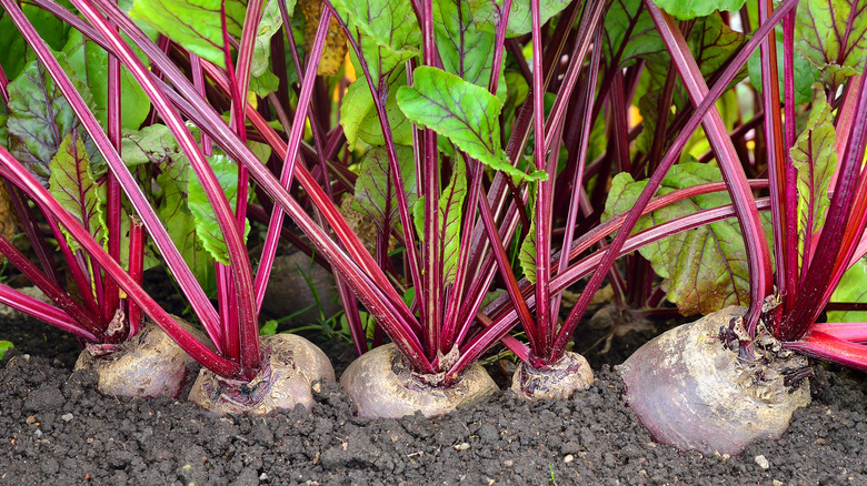 Beetroot in a vegetable garden