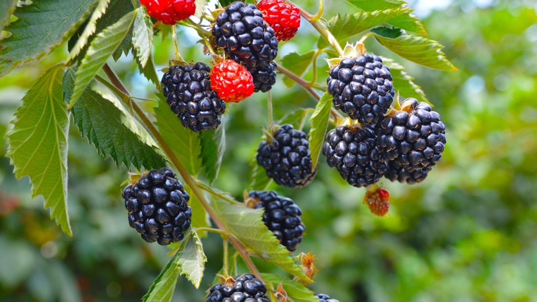 Blackberry plant with berries 