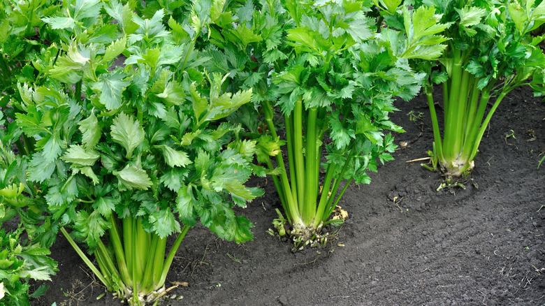 Close-up of growing celery