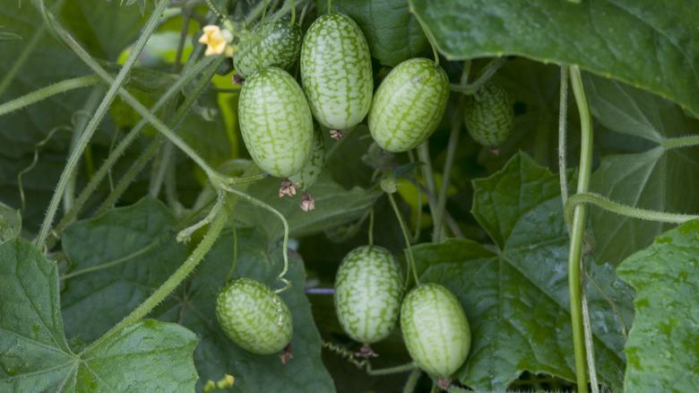 Melothria scabra, mouse melon vegetable