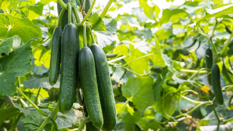 cucumber in garden