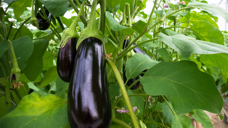 eggplant in garden