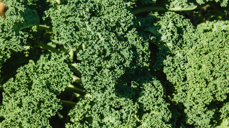 kale growing in vegetable garden