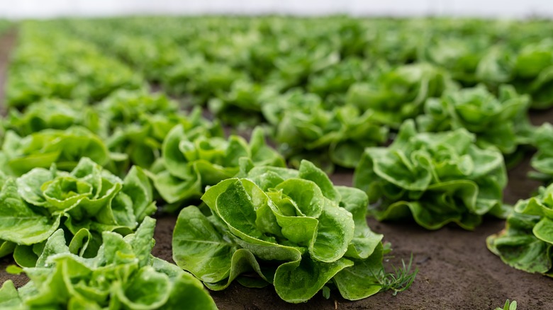 organic lettuce in greenhouse