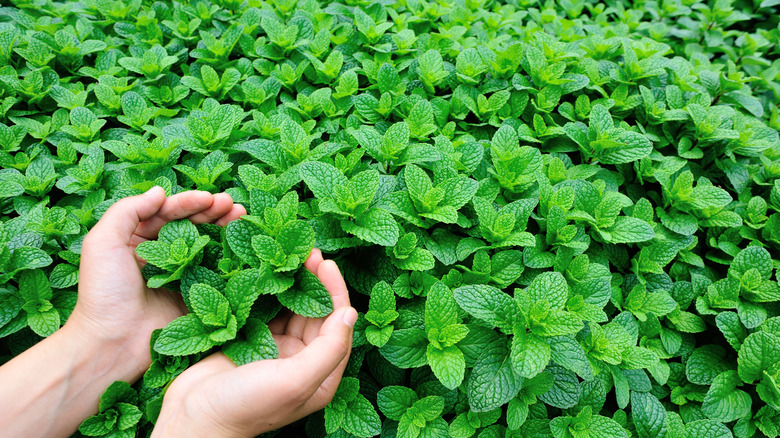 mint plant in vegetable garden