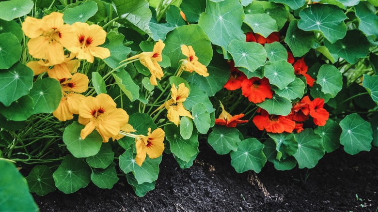 Blooming nasturtium plants