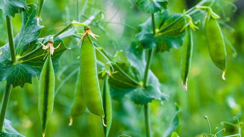 green peas in pod