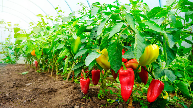 Growing sweet peppers in greenhouse