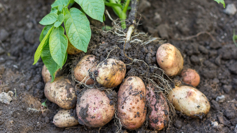 potato with tubers in soil