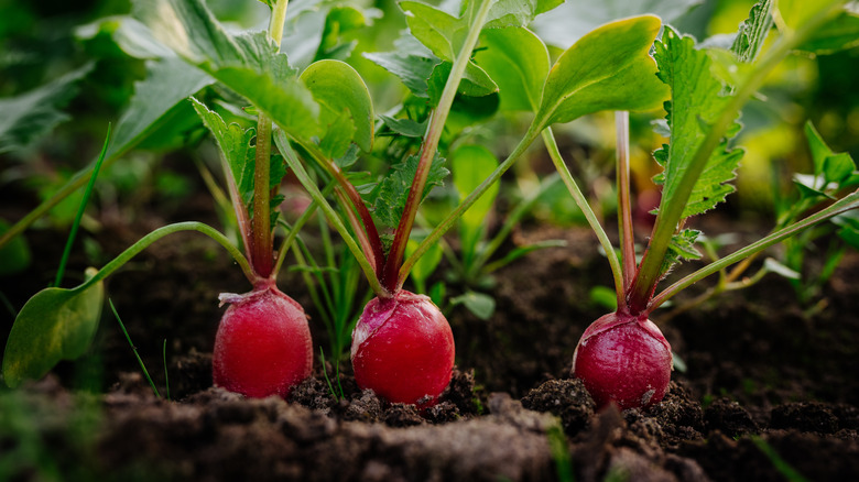 juicy radishes in garden