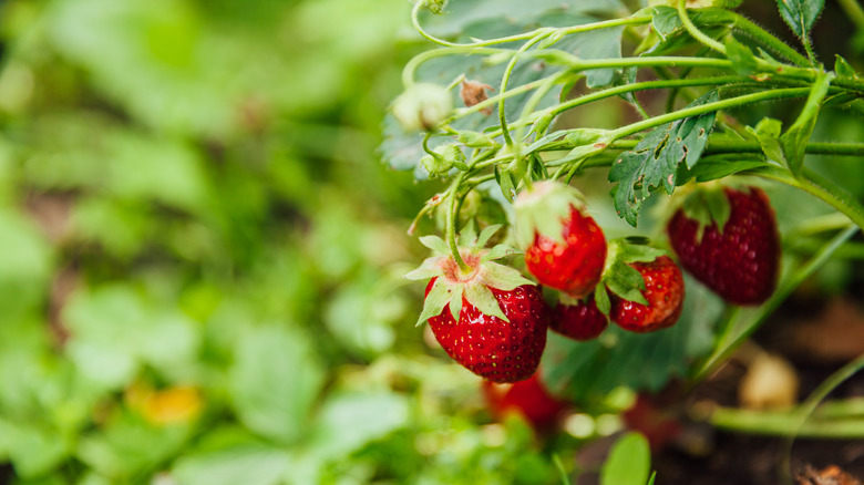 strawberries in garden