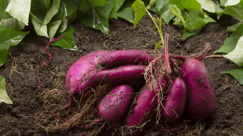 Sweet potato produce