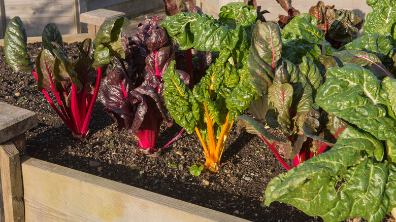 Home Grown Organic Swiss Chard 