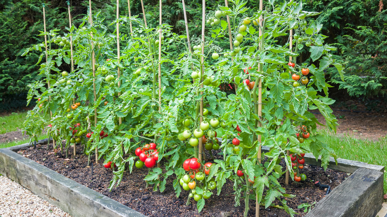 tomatoes growing in raised bed
