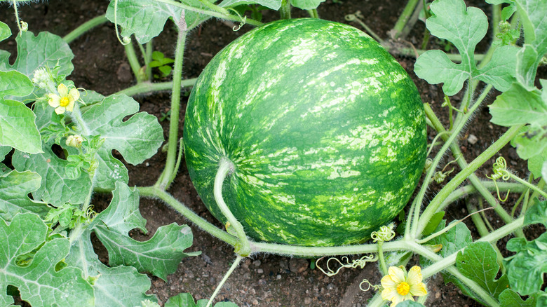 watermelon blossom in garden