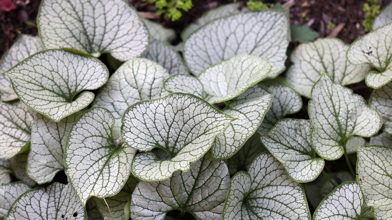 brunnera sterling silver foliage