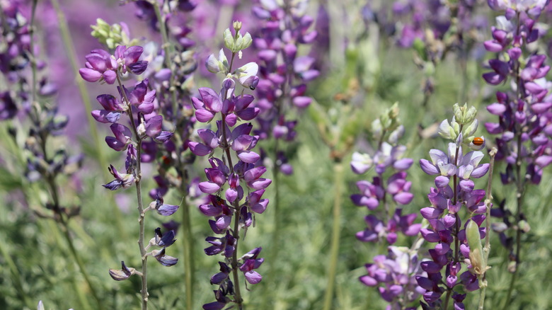 silver lupine with purple flowers 