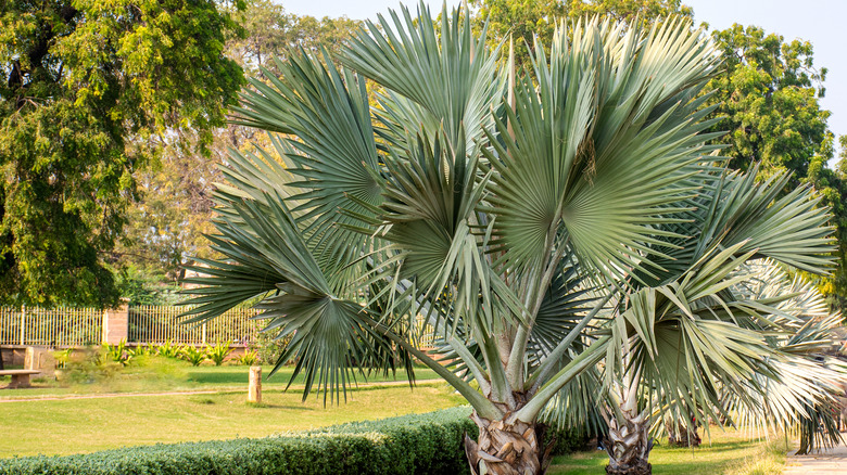 bismark palm with wide fronds