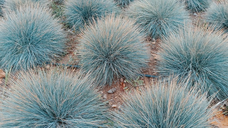 blue fescue clumps in soil