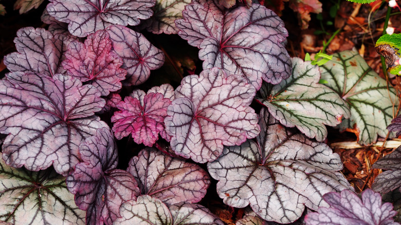 heuchera silver scrolls foliage