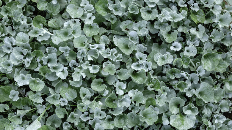 silver nickel vine small leaves