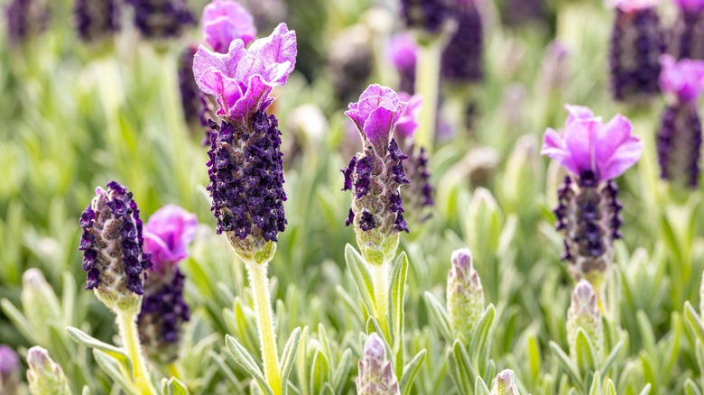 French lavender starting to bloom