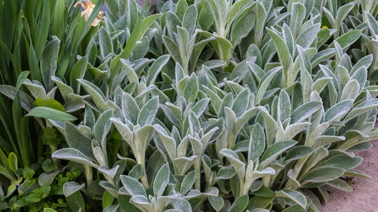 lamb's ear plant's fuzzy leaves