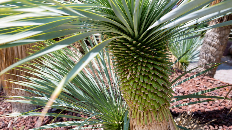 yucca rostrata tree in sunlight