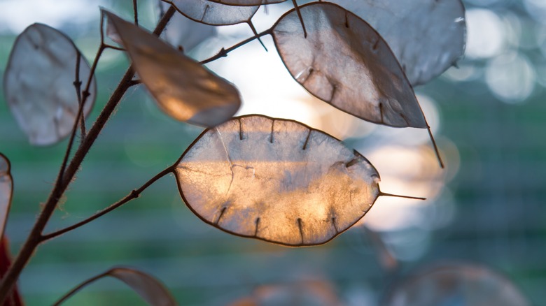 Lunaria seed pods in light