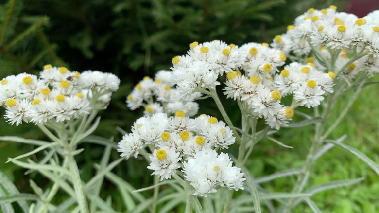 pearly everlasting flower clusters