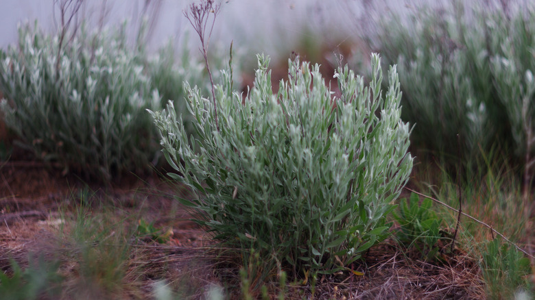 silver sagebrush growing in clumps