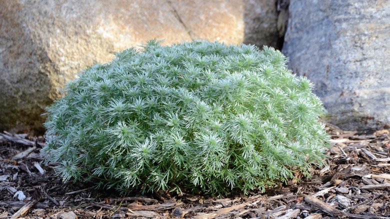 small mulched silver mound shrub