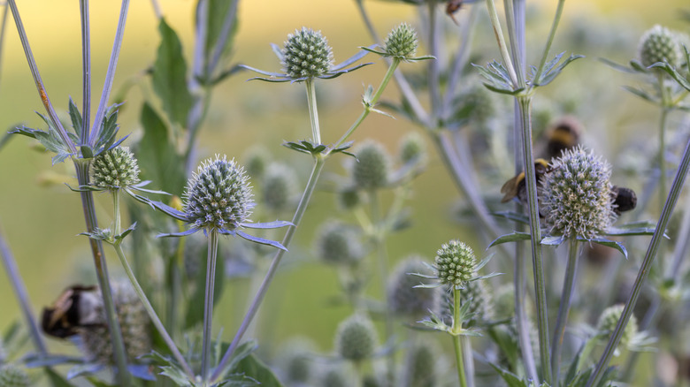 Round sea holly flowers