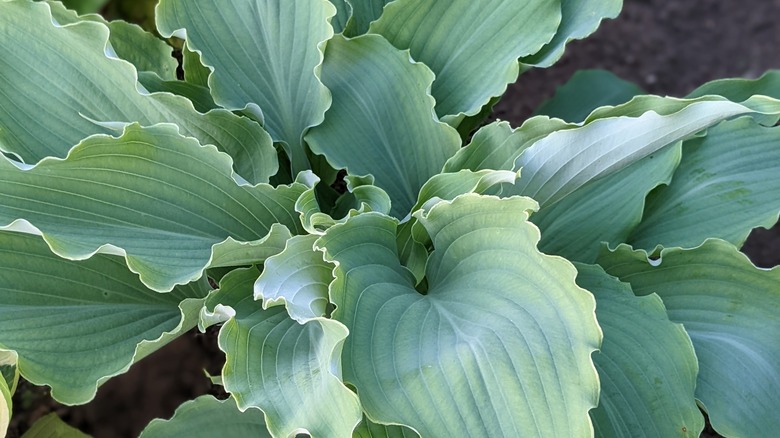 hosta waterslide green leaves