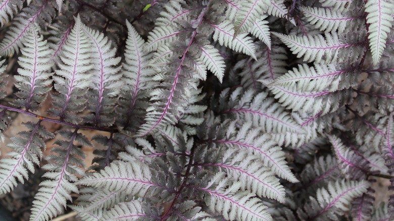 regal red Japanese painted fern