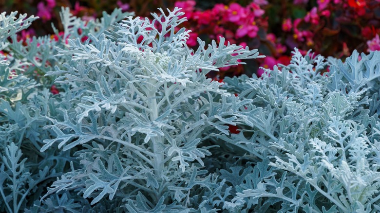 dusty miller lobed leaves