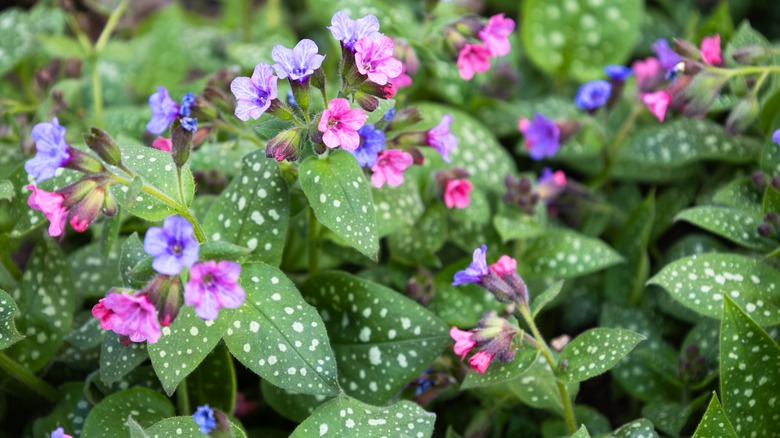 lungwort plant with flowers